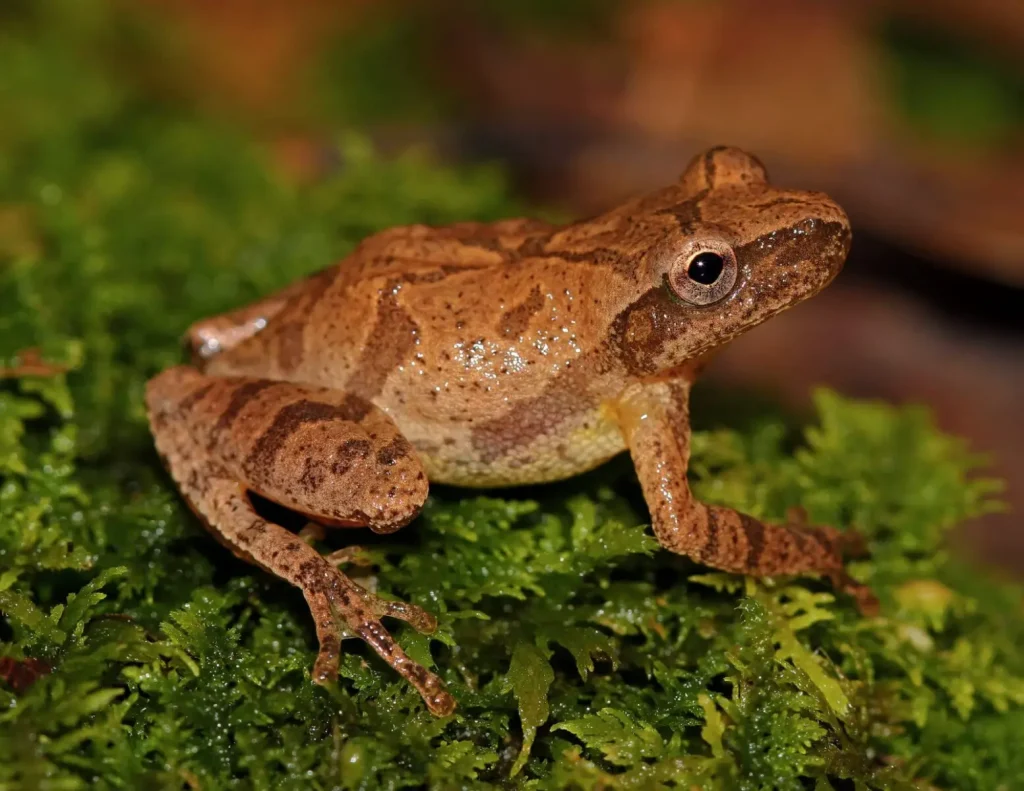 This image has an empty alt attribute; its file name is 2560px-peter-paplanus-spring-peeper-28pseudacris-crucifer29-284498166457429-1024x791.webp